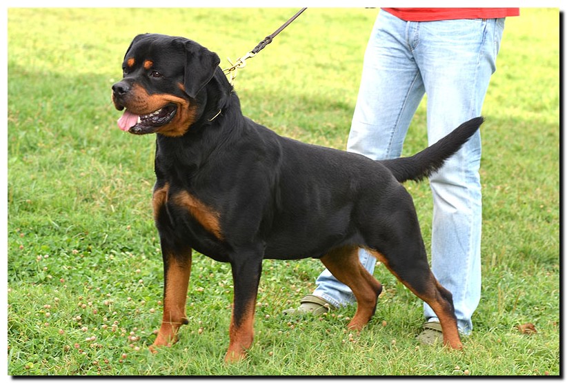 Excalibur vom Quercus Wald Excalibur vom Quercus Wald